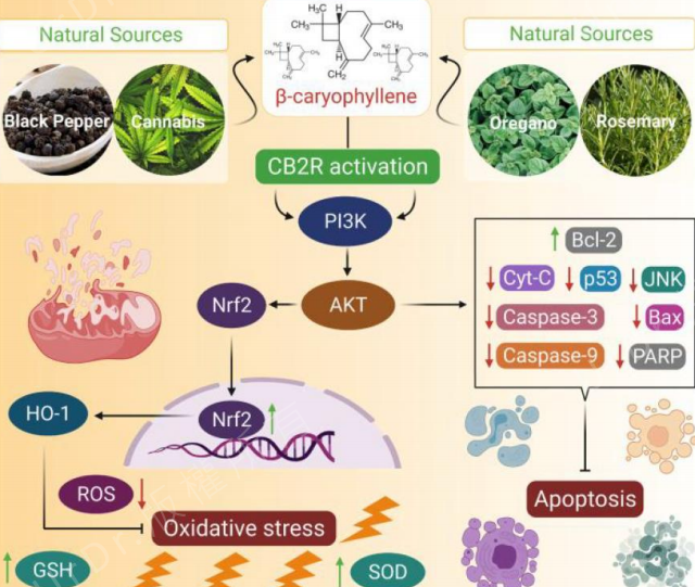 舒宁悦滴剂(图2)